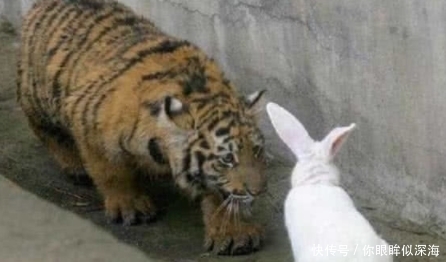 兔子|饲养员拿兔子给老虎加餐,兔子不敢动,老虎的动作很温柔!