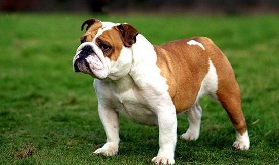  爱犬|两丹麦游客携爱犬赴比萨旅游 将狗锁车内窒息被诉