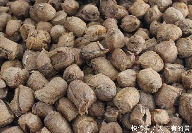 种桑螵鞘|生长在桑树上的“疙瘩”农村小孩都拿来泡水喝,如今一斤120元