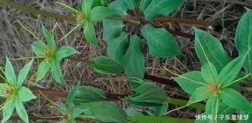  珍贵|竹林下面的一种“野草”，见到别拔掉，拔1棵少1棵，很珍贵