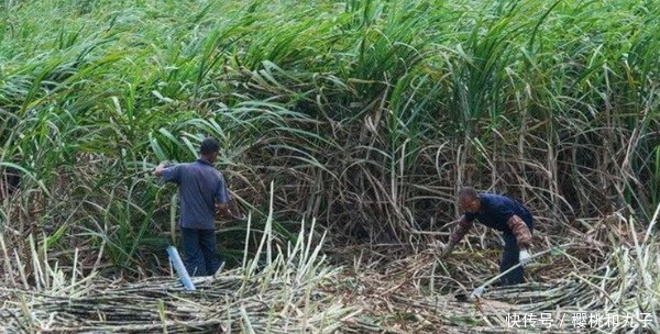有人|一年被吃百万只,晒干30元一斤,却很少有人饲养