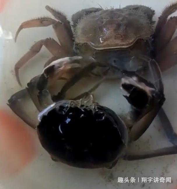 看清|奇闻男子买了两只螃蟹,准备烹饪时发现多了一只,看清乐开了花