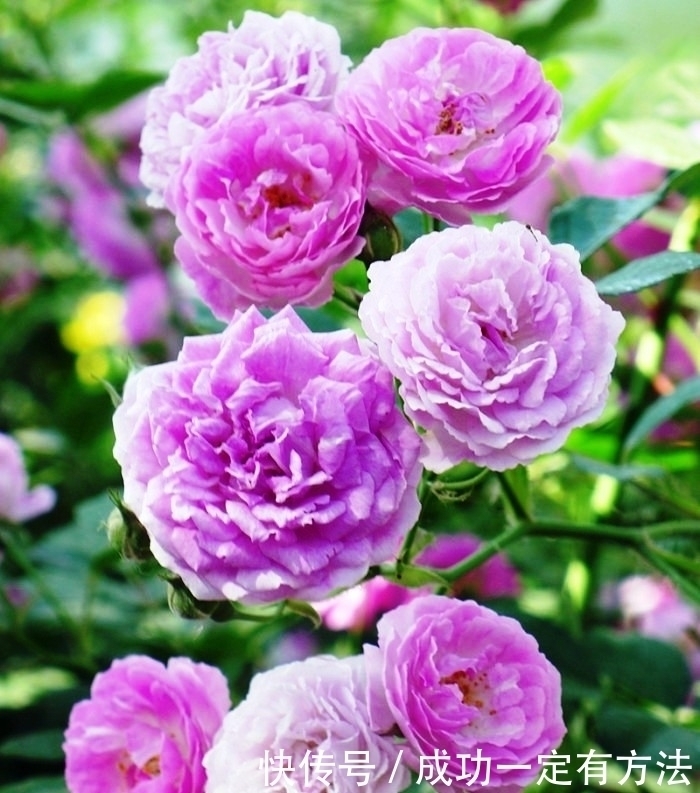 走心|经典走心的句子人生很多事，不是不懂，只是无奈，这就是生活