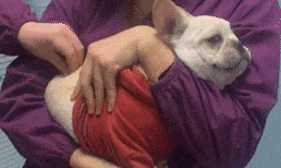  GIF|搞笑GIF：这种品种的西瓜还是第一次见，这是真的小