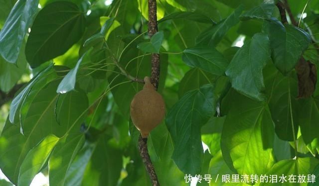  哪种|水果界的“李佳琦”，吃遍3000多种水果，哪种最好吃