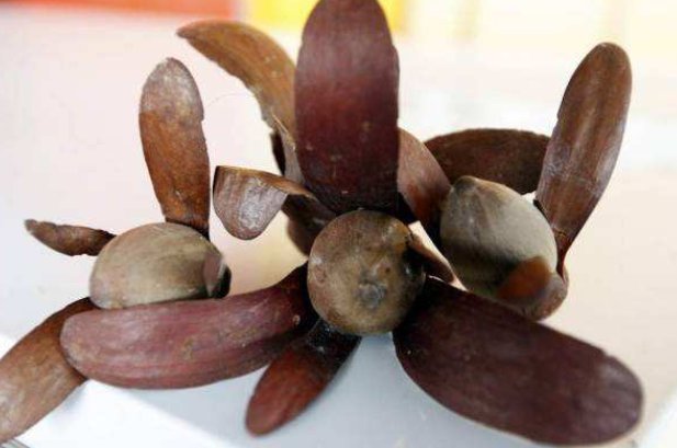 种鱼|亚洲最贵的“特供鱼”一口鱼肉要600元,名字在中国很霸气