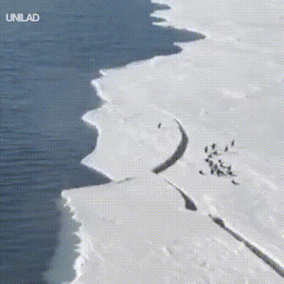  GIF|搞笑GIF：不行，太滑了！咱们别这样玩了！