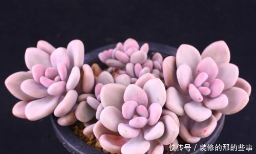 肉桃|夏天养多肉桃蛋，了解掌握几个要点，安全度夏，长得胖乎乎