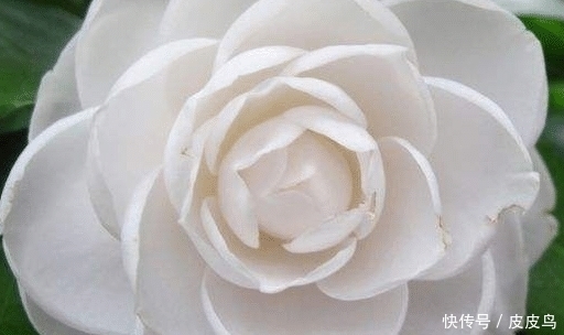 满堂|未来10天吉星高照,4属相好运接二连三,财运滚滚,满堂吉庆