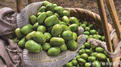 酷似|果实酷似橄榄,三年才成熟,新鲜的不值钱,干果卖400元1公斤