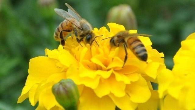  男子|男子钓鱼中被野猪咬伤腿，上演绝命反杀，不得不佩服他的果断