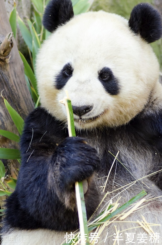 黑眼圈|热敷，深蹲，泡脚，食疗，眼膜，去除“熊猫眼”的妙招全在这了！