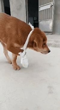 围住|搞笑GIF：带柴犬出门结果被一群妹子围住了