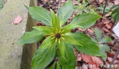  珍贵|竹林下面的一种“野草”，见到别拔掉，拔1棵少1棵，很珍贵