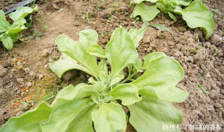 叶子|这菜来自非洲，叶子上有“水晶”，可做肥皂，被称为“贵族蔬菜”