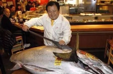 动物|日本人这种鱼比“黄金”还贵中国人天天能吃太令人眼红了