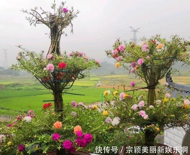 夏季|夏季在家盆栽植物担心养不好?不如选这3款,天热照样好养活